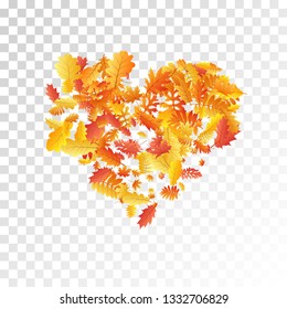 Oak, maple, wild ash rowan leaves vector, autumn foliage on transparent background. Red orange yellow rowan and oak autumn leaves. Elegant tree foliage september background graphics.