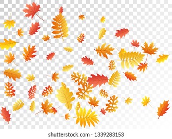 Oak, maple, wild ash rowan leaves vector, autumn foliage on transparent background. Red gold yellow rowan and oak autumn leaves. Stylish tree foliage october seasonal background.