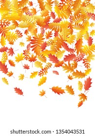 Oak, maple, wild ash rowan leaves vector, autumn foliage on white background. Red gold yellow sorbus dry autumn leaves. Stylish tree foliage vector october season specific background.