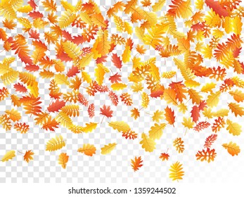 Oak, maple, wild ash rowan leaves vector, autumn foliage on transparent background. Red gold yellow ash and oak autumn leaves. Cool tree foliage fall seasonal background pattern.