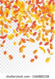Oak, maple, wild ash rowan leaves vector, autumn foliage on transparent background. Red orange gold oak dry autumn leaves. Cool tree foliage vector september seasonal background.