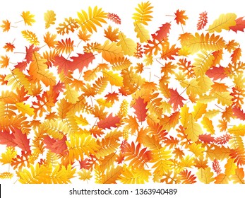 Oak, maple, wild ash rowan leaves vector, autumn foliage on white background. Red orange gold sorb dry autumn leaves. Rich tree foliage october season specific background.