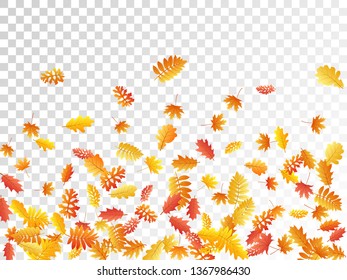 Oak, maple, wild ash rowan leaves vector, autumn foliage on transparent background. Red gold yellow oak dry autumn leaves. Rich tree foliage fall season specific background pattern.