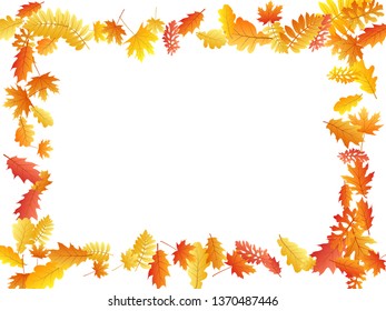 Oak, maple, wild ash rowan leaves vector, autumn foliage on white background. Red gold yellow oak dry autumn leaves. Abstract tree foliage fall seasonal background pattern.