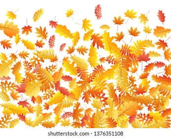 Oak, maple, wild ash rowan leaves vector, autumn foliage on white background. Red gold yellow ash and oak autumn leaves. Elegant tree foliage october background graphics.