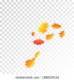 Oak, maple, wild ash rowan leaves vector, autumn foliage on transparent background. Red orange gold rowan dry autumn leaves. Floral tree foliage october seasonal background.