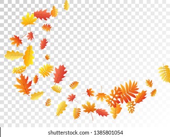 Oak, maple, wild ash rowan leaves vector, autumn foliage on transparent background. Red orange gold sorbus dry autumn leaves. Garden tree foliage november seasonal background pattern.