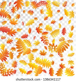 Oak, maple, wild ash rowan leaves vector, autumn foliage on transparent background. Red orange gold sorb dry autumn leaves. Biological tree foliage november seasonal background pattern.