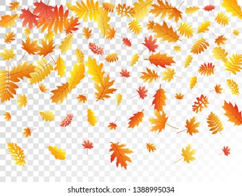 Oak, maple, wild ash rowan leaves vector, autumn foliage on transparent background. Red orange gold wild ash dry autumn leaves. Nice tree foliage october background graphics.