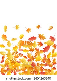 Oak, maple, wild ash rowan leaves vector, autumn foliage on white background. Red gold yellow oak dry autumn leaves. Biological tree foliage vector october season specific background.