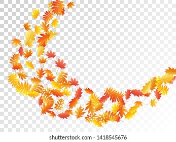 Oak, maple, wild ash rowan leaves vector, autumn foliage on transparent background. Red gold yellow sorb dry autumn leaves. Fantastic tree foliage november seasonal background pattern.