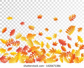 Oak, maple, wild ash rowan leaves vector, autumn foliage on transparent background. Red orange gold rowan dry autumn leaves. Falling tree foliage vector october season specific background.