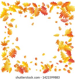 Oak, maple, wild ash rowan leaves vector, autumn foliage on white background. Red gold yellow oak dry autumn leaves. Stylish tree foliage vector september season specific background.