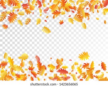 Oak, maple, wild ash rowan leaves vector, autumn foliage on transparent background. Red gold yellow sorb dry autumn leaves. Cool tree foliage vector october seasonal background.