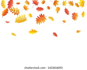 Oak, maple, wild ash rowan leaves vector, autumn foliage on white background. Red gold yellow rowan dry autumn leaves. Fancy tree foliage vector october season specific background.