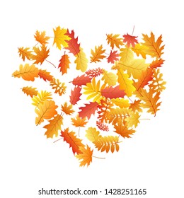 Oak, maple, wild ash rowan leaves vector, autumn foliage on white background. Red gold yellow rowan and oak autumn leaves. Romantic tree foliage vector october season specific background.