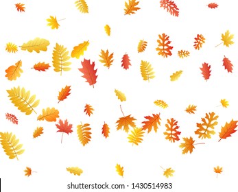 Oak, maple, wild ash rowan leaves vector, autumn foliage on white background. Red orange gold sorb dry autumn leaves. Abstract tree foliage vector october season specific background.