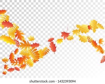 Oak, maple, wild ash rowan leaves vector, autumn foliage on transparent background. Red orange yellow wild ash dry autumn leaves. Chic tree foliage november season specific background.
