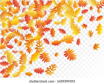 Oak, maple, wild ash rowan leaves vector, autumn foliage on transparent background. Red orange yellow wild ash dry autumn leaves. Abstract tree foliage november season specific background.