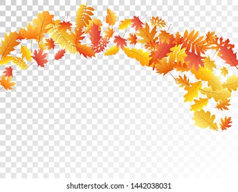 Oak, maple, wild ash rowan leaves vector, autumn foliage on transparent background. Red orange gold wild ash dry autumn leaves. Romantic tree foliage vector november seasonal background.
