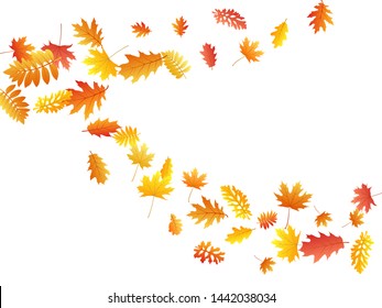 Oak, maple, wild ash rowan leaves vector, autumn foliage on white background. Red gold yellow oak dry autumn leaves. Realistic tree foliage fall seasonal background pattern.