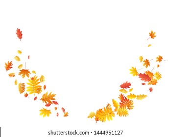 Roble, arce, hojas de rowan de ceniza silvestre vectorial, follaje otoñal sobre fondo blanco. Hojas de otoño secas de sorbo dorado rojo anaranjado. Gráficos de fondo específicos de la temporada de caída de árboles botánicos.