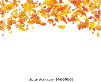 Oak, maple, wild ash rowan leaves vector, autumn foliage on white background. Red gold yellow rowan and oak autumn leaves. Cool tree foliage september background graphics.