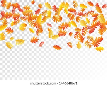 Oak, maple, wild ash rowan leaves vector, autumn foliage on transparent background. Red gold yellow rowan dry autumn leaves. Bright tree foliage november seasonal background.