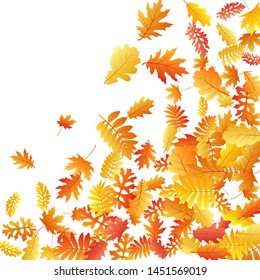 Oak, maple, wild ash rowan leaves vector, autumn foliage on white background. Red orange gold sorbus dry autumn leaves. Botanical tree foliage september background graphics.