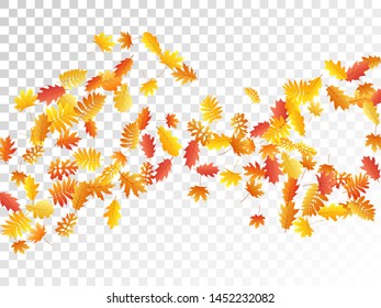 Oak, maple, wild ash rowan leaves vector, autumn foliage on transparent background. Red orange yellow ash and oak autumn leaves. Forest tree foliage october background graphics.