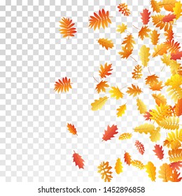 Oak, maple, wild ash rowan leaves vector, autumn foliage on transparent background. Red orange yellow sorb dry autumn leaves. Bright tree foliage vector october season specific background.