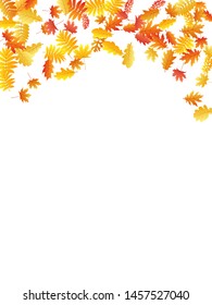 Oak, maple, wild ash rowan leaves vector, autumn foliage on white background. Red orange gold ash and oak autumn leaves. Closeup tree foliage vector november season specific background.