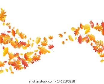 Oak, maple, wild ash rowan leaves vector, autumn foliage on white background. Red orange yellow sorb dry autumn leaves. Romantic tree foliage fall season specific background pattern.