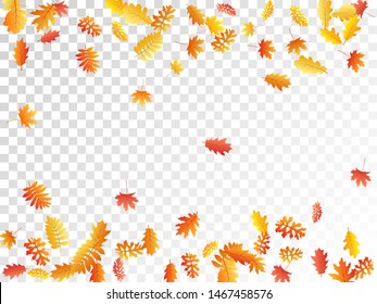 Oak, maple, wild ash rowan leaves vector, autumn foliage on transparent background. Red orange gold oak dry autumn leaves. Isolated tree foliage october background pattern.