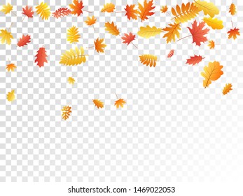 Oak, maple, wild ash rowan leaves vector, autumn foliage on transparent background. Red orange yellow wild ash dry autumn leaves. Elegant tree foliage fall seasonal background pattern.