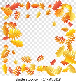 Oak, maple, wild ash rowan leaves vector, autumn foliage on transparent background. Red orange gold sorbus dry autumn leaves. Falling tree foliage november seasonal background pattern.