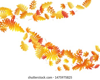Oak, maple, wild ash rowan leaves vector, autumn foliage on white background. Red gold yellow oak dry autumn leaves. Nice tree foliage vector october seasonal background.