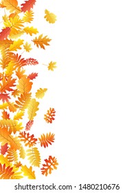 Oak, maple, wild ash rowan leaves vector, autumn foliage on white background. Red orange gold ash and oak autumn leaves. Beautiful tree foliage october background pattern.