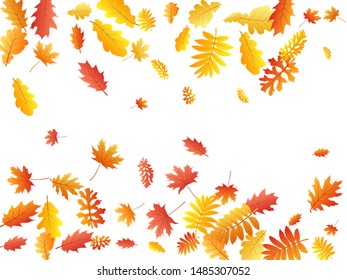Oak, maple, wild ash rowan leaves vector, autumn foliage on white background. Red orange gold sorbus dry autumn leaves. Nice tree foliage vector september season specific background.