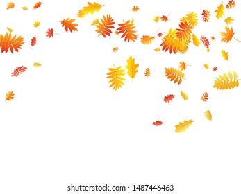 Oak, maple, wild ash rowan leaves vector, autumn foliage on white background. Red orange yellow ash and oak autumn leaves. Natural tree foliage vector october seasonal background.