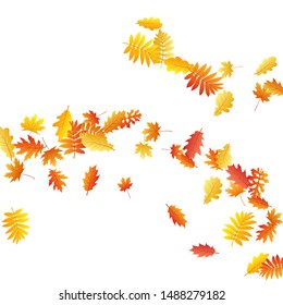 Oak, maple, wild ash rowan leaves vector, autumn foliage on white background. Red orange gold sorbus dry autumn leaves. Fantastic tree foliage fall seasonal background pattern.