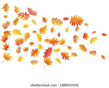 Oak, maple, wild ash rowan leaves vector, autumn foliage on white background. Red orange yellow rowan dry autumn leaves. Nostalgic tree foliage september background graphics.