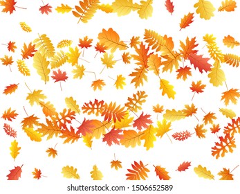 Oak, maple, wild ash rowan leaves vector, autumn foliage on white background. Red orange gold ash and oak autumn leaves. Snazzy tree foliage vector september season specific background.