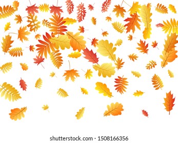 Oak, maple, wild ash rowan leaves vector, autumn foliage on white background. Red orange yellow rowan dry autumn leaves. Natural tree foliage fall season specific background.