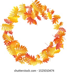 Oak, maple, wild ash rowan leaves vector, autumn foliage on white background. Red gold yellow wild ash dry autumn leaves. Nice tree foliage vector october season specific background.