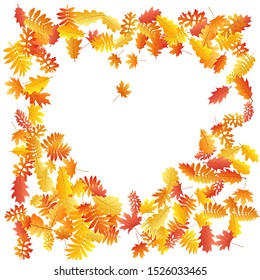 Oak, maple, wild ash rowan leaves vector, autumn foliage on white background. Red orange gold oak dry autumn leaves. Realistic tree foliage vector november season specific background.