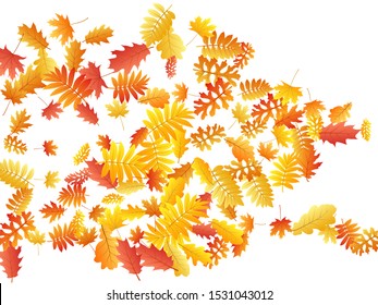Oak, maple, wild ash rowan leaves vector, autumn foliage on white background. Red gold yellow sorbus dry autumn leaves. Forest tree foliage vector september season specific background.