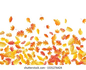 Oak, maple, wild ash rowan leaves vector, autumn foliage on white background. Red gold yellow wild ash dry autumn leaves. Fancy tree foliage vector fall season specific background.