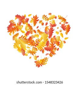Oak, maple, wild ash rowan leaves vector, autumn foliage on white background. Red orange yellow wild ash dry autumn leaves. Cool tree foliage fall season specific background.