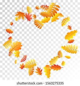Oak, maple, wild ash rowan leaves vector, autumn foliage on transparent background. Red orange gold sorb dry autumn leaves. Botanical tree foliage october season specific background.